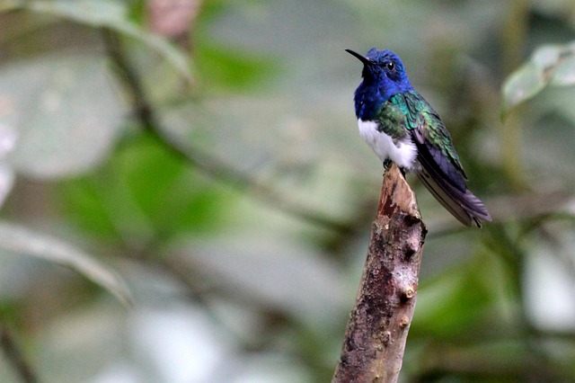 Free Nature Birds photo and picture