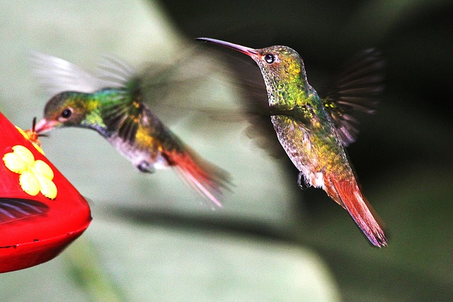 Free Nature Birds photo and picture
