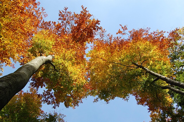 Free Fall Leaves photo and picture