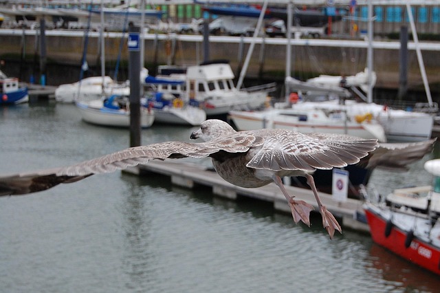 Free Oostende Flying photo and picture