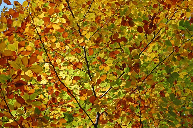 Free Leaves Coloured photo and picture