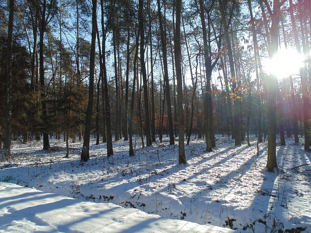 Free Forest Trees photo and picture