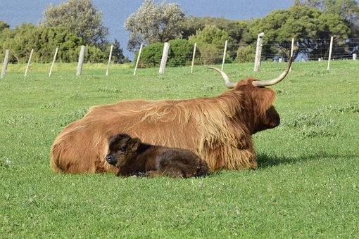 Free Cows Lying photo and picture