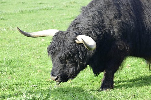 Free Cow Black Cow photo and picture