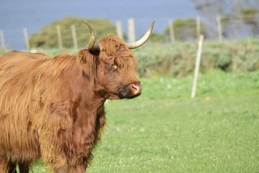 Free Highland Cow Cow photo and picture