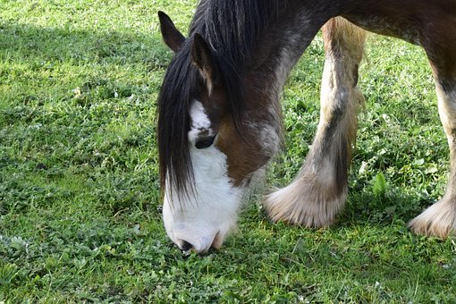 Free Horse Grazing photo and picture