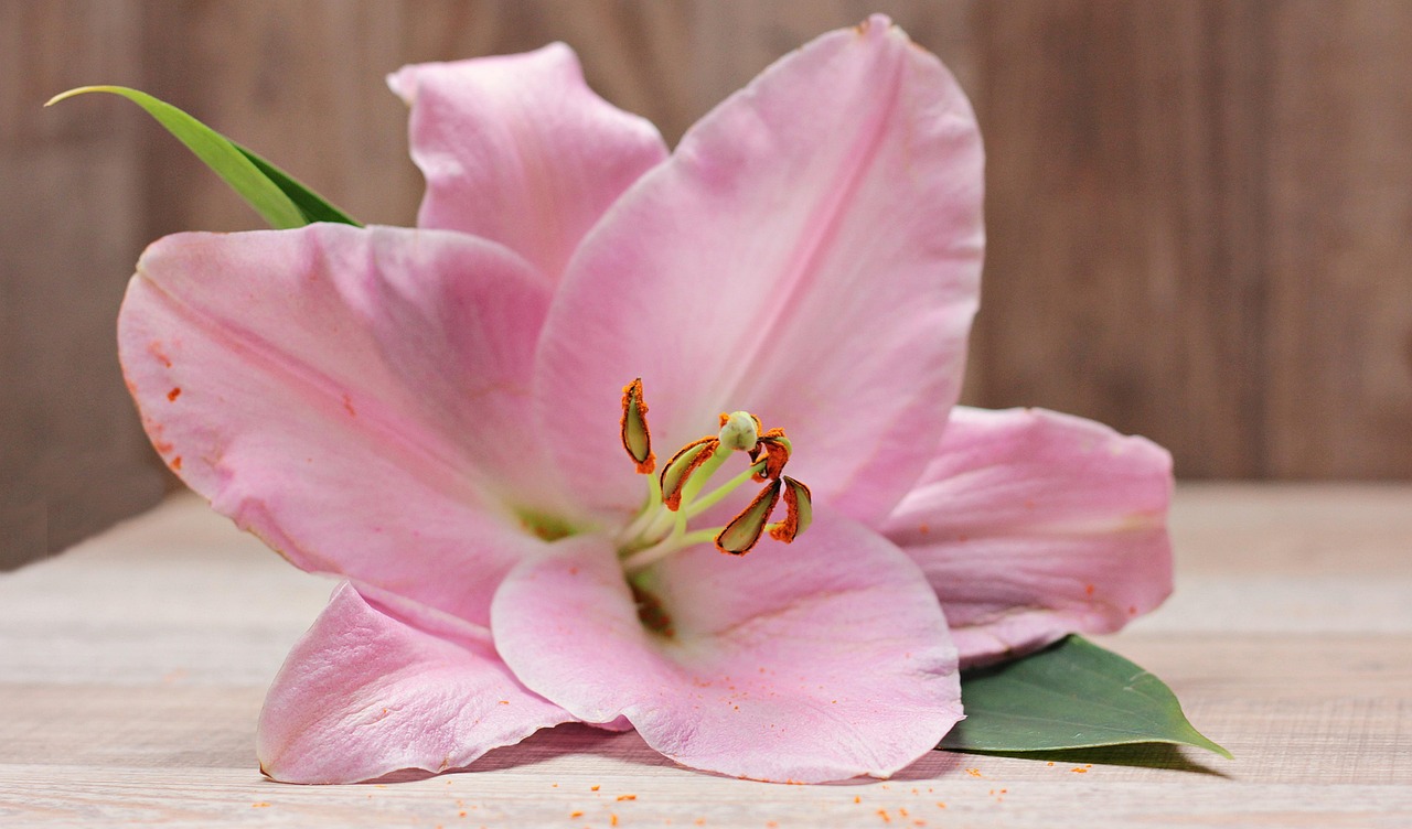 Lily - free online jigsaw puzzle photo