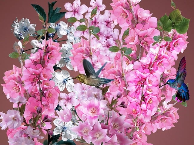 Free flowers plant flower illustration