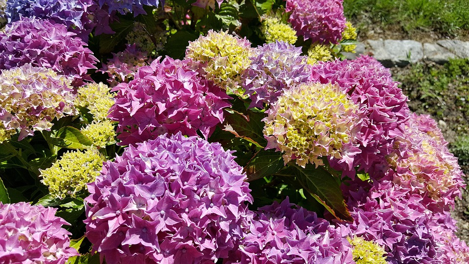 Fleurs La Paix Nature · Photo gratuite sur Pixabay Fleurs La Paix Nature · Photo gratuite sur Pixabay