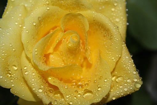 Rose, Gul, Smukke Blomster, Vanddråbe