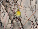 it gafarró, bird, serinus serinus