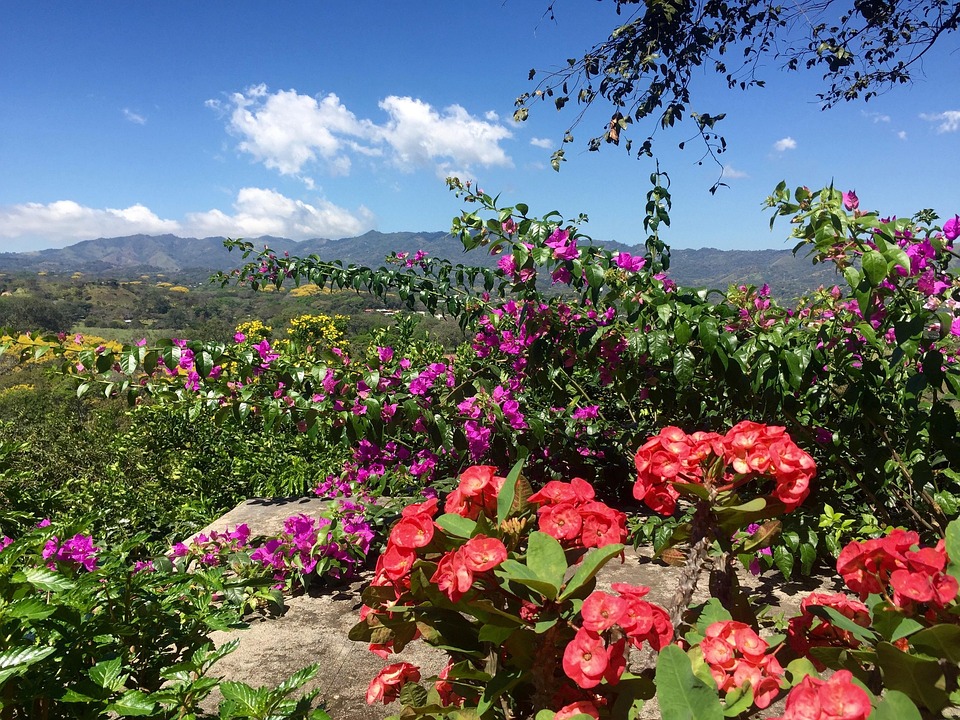 free photo landscape flowers sky mountains free free photo landscape flowers sky mountains free