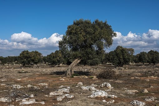 Olivo, Salento, País, Azul, Planta