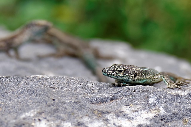 Free Lizard Stone Wall photo and picture