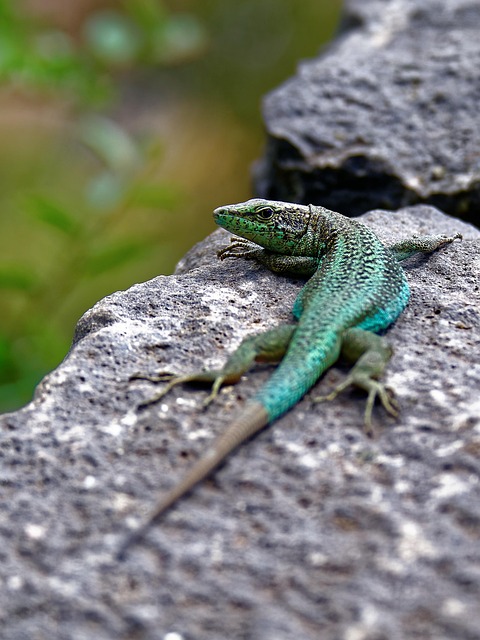 Free Lizard Stone Wall photo and picture