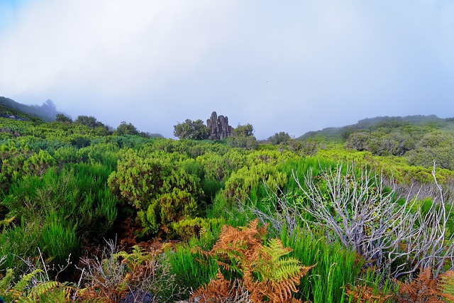 Free Landscape Madeira photo and picture