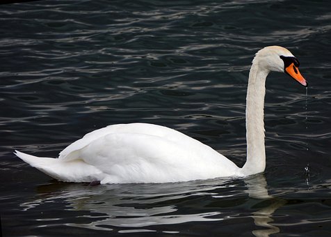 Free Mute Swan Swan photo and picture