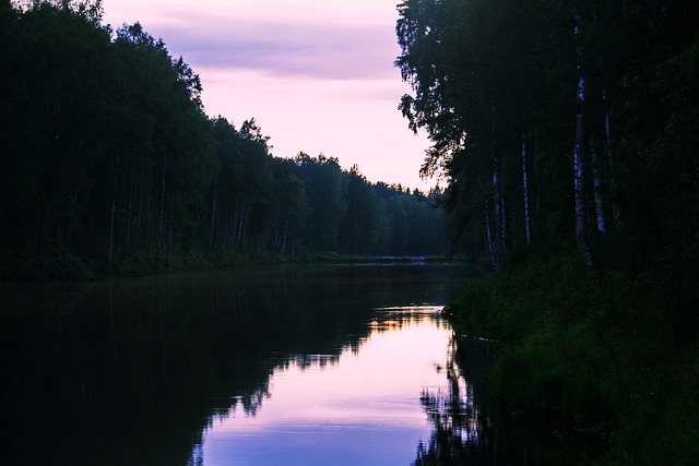 Floresta, Rio, Rússia, Árvores, Água