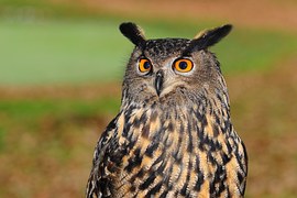 European Eagle Owl, Owl