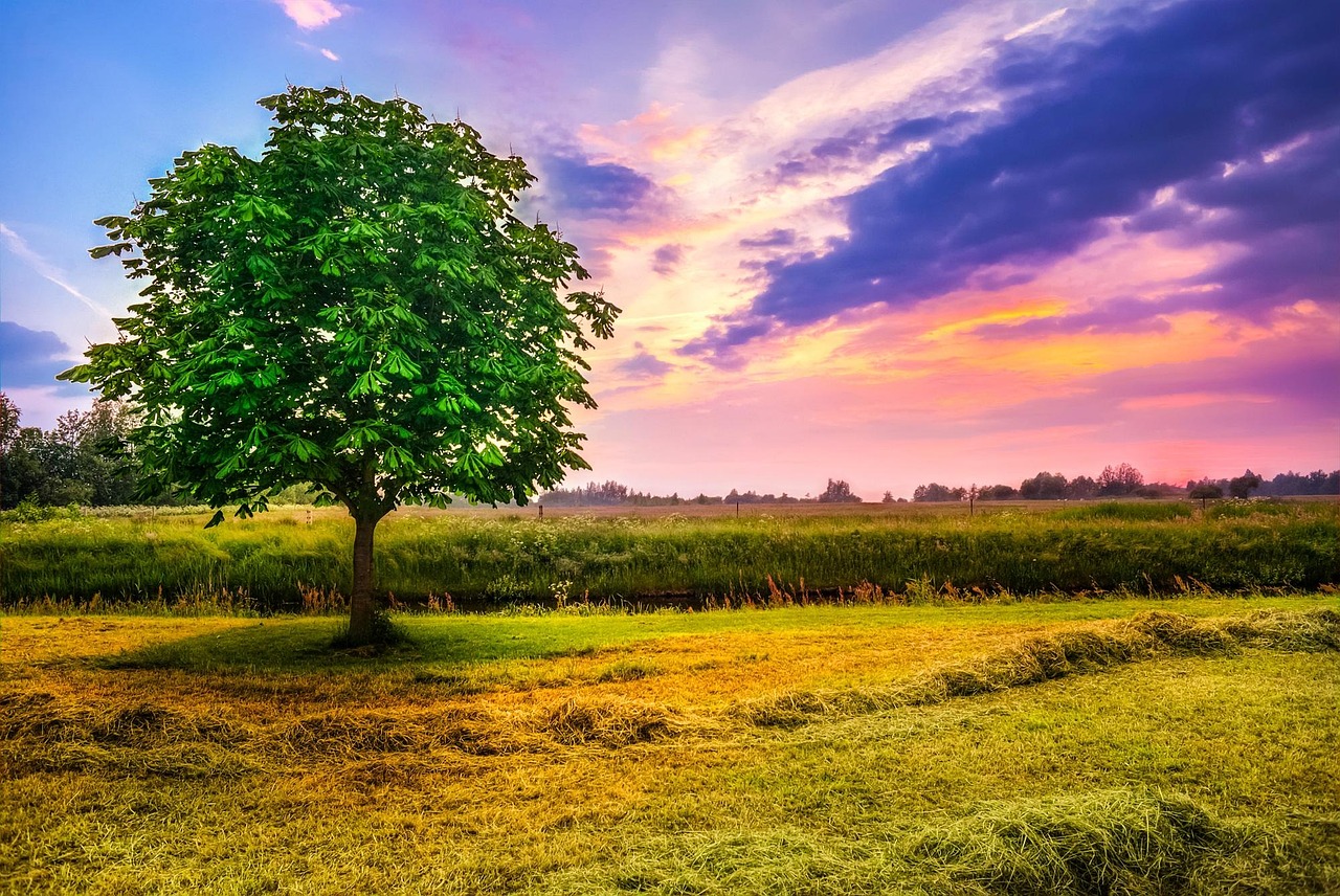 Chestnt Tree 200,000+ Free Chestnut Tree & Chestnut Photos - Pixabay