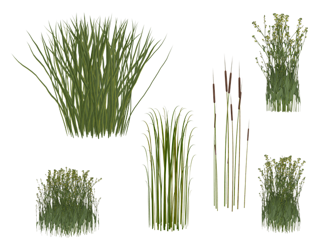 Free grass nature reed illustration