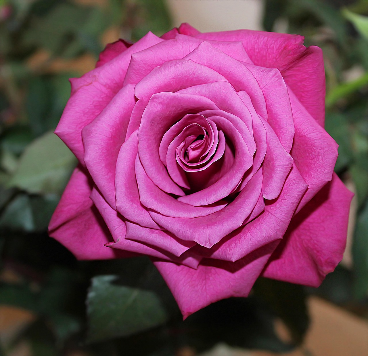 Rose Red - Free photo on Pixabay - Pixabay - Where Can I Watch Rose Red For Free