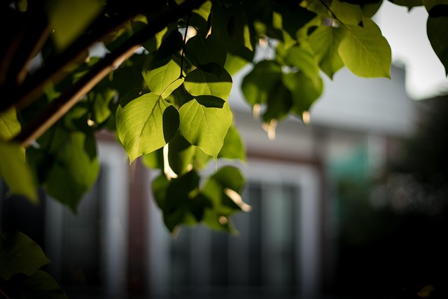 Free Sunshine Leaf photo and picture