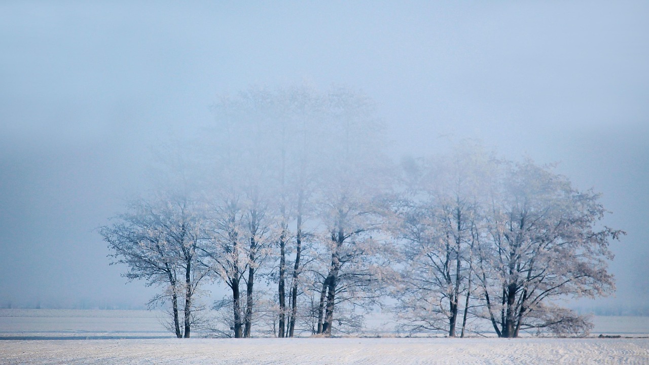 冬天 有雾 树木 - Pixabay上的免费照片 - Pixabay
