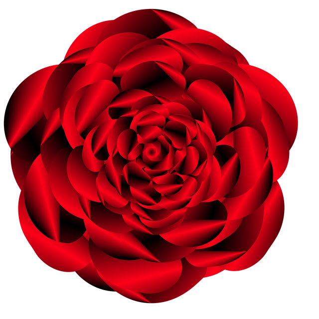 Download free HD stock image of Rose Flower Free rose flower spring illustration
