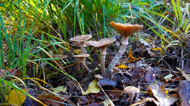 Free Mushroom Agaric photo and picture