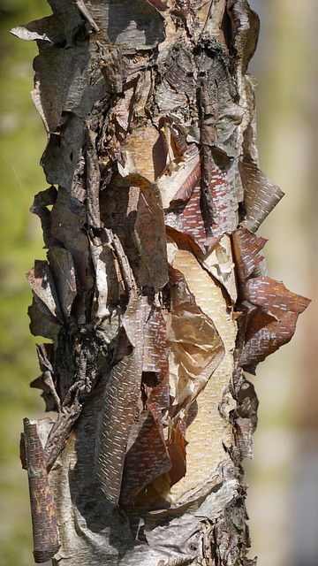 Free Tree Bark photo and picture