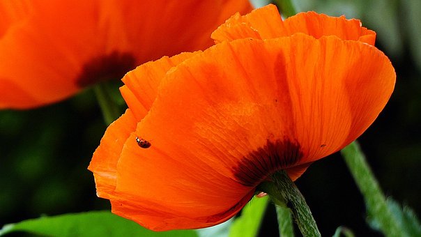 Free Poppy Flower photo and picture