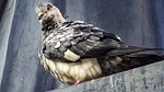 wildlife, pigeon, bird