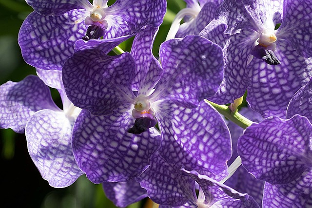Free Flower Blossom photo and picture