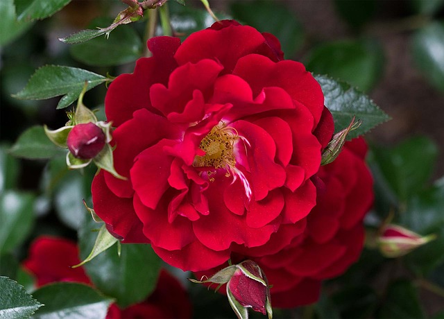 Free Flower Blossom photo and picture