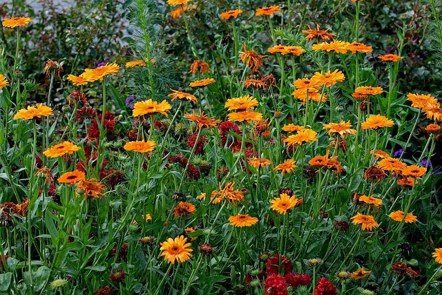 Free Flower Meadow Plant photo and picture