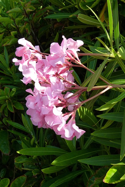 Free Flower Red photo and picture