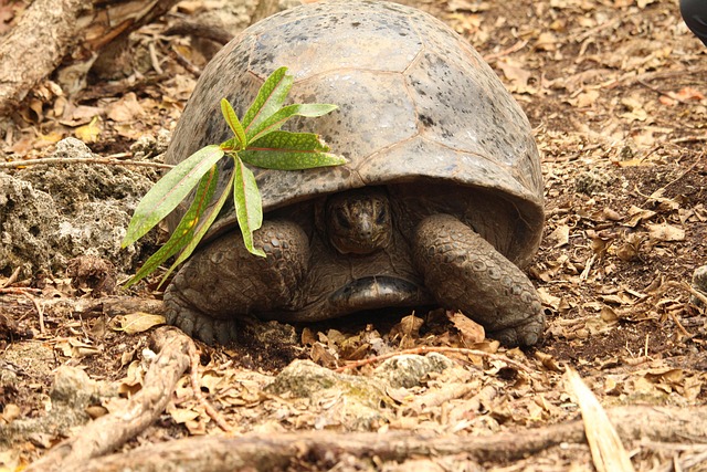 Free Tortoise Mauritius photo and picture