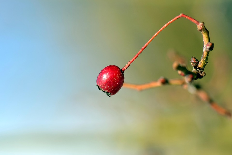 Bær røn rød · gratis foto pÃ¥ pixabay Vilde træer med røde bær