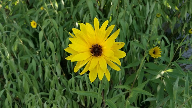 Flor, Verão, Margarida, Relva