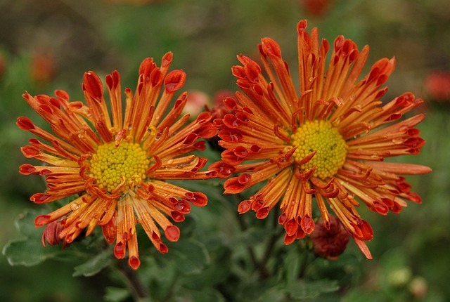 Free Chrysanthemum Havel photo and picture