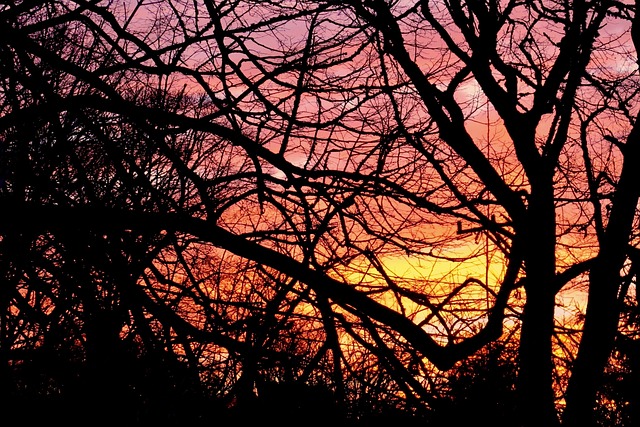 Free Sunset Forest photo and picture