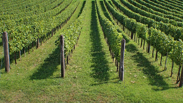Free Vineyards Winery photo and picture