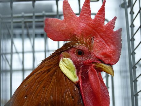 Free Animal Bird photo and picture