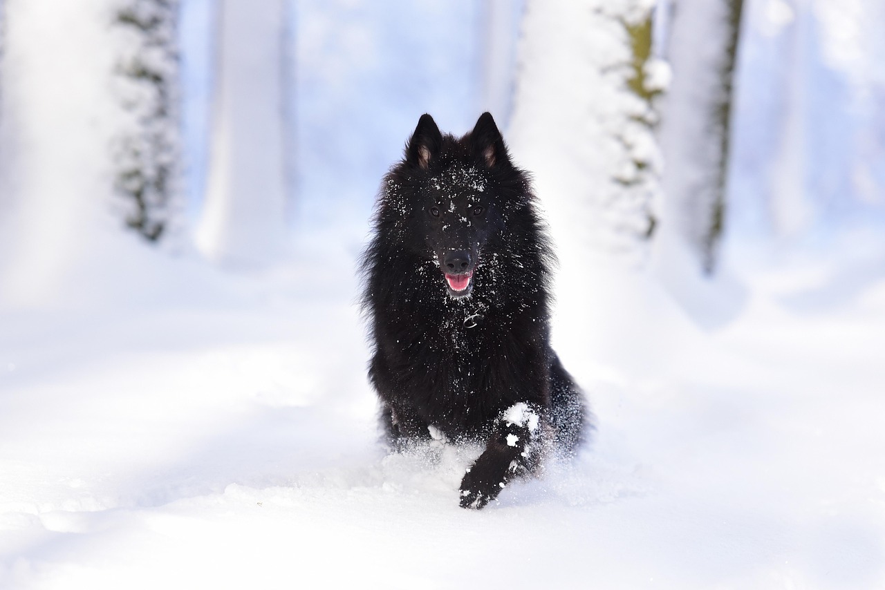 Dog - free online jigsaw puzzle photo