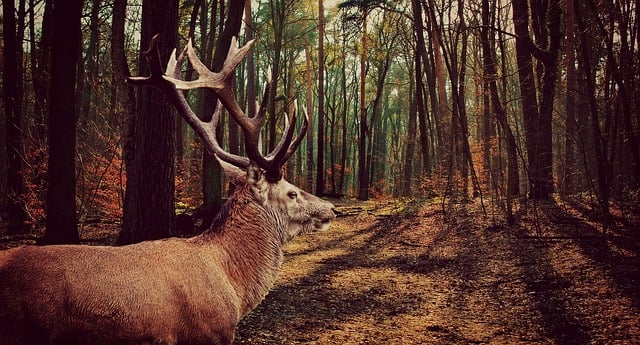 Hirsch, Tier, Wildtier, Wald, Waldier
