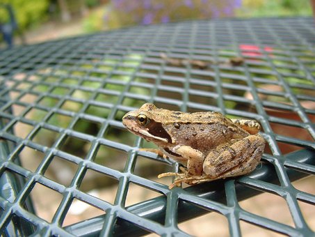 Free Frog Brown Frog photo and picture