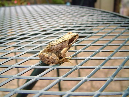 Free Frog Brown Frog photo and picture