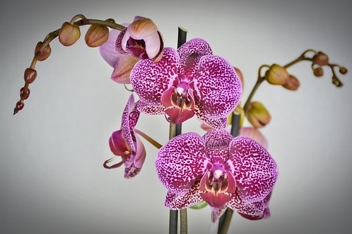 Orchid, Flower, Blossom, Bloom