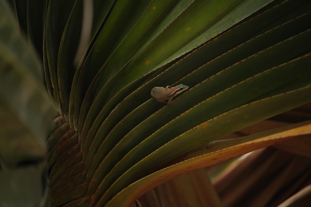 Free Mauritius Gecko photo and picture